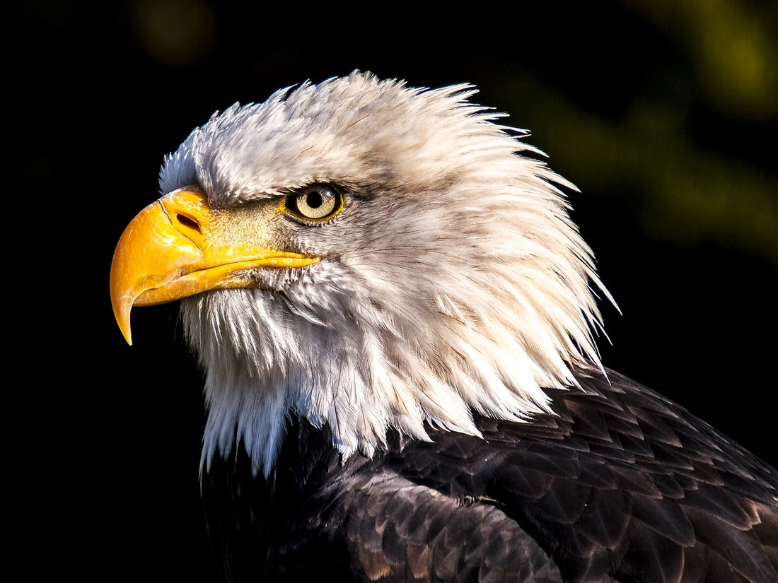 Eagles Employed by Dutch Police for Drone Capture