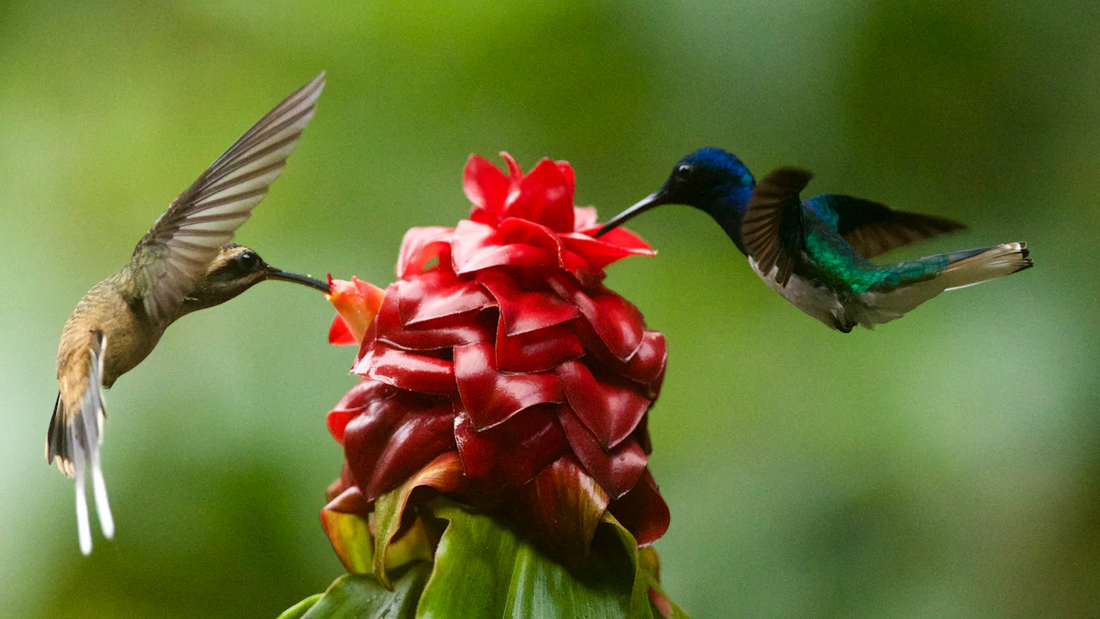 How to Attract Migrating Hummingbirds: Expert Advice