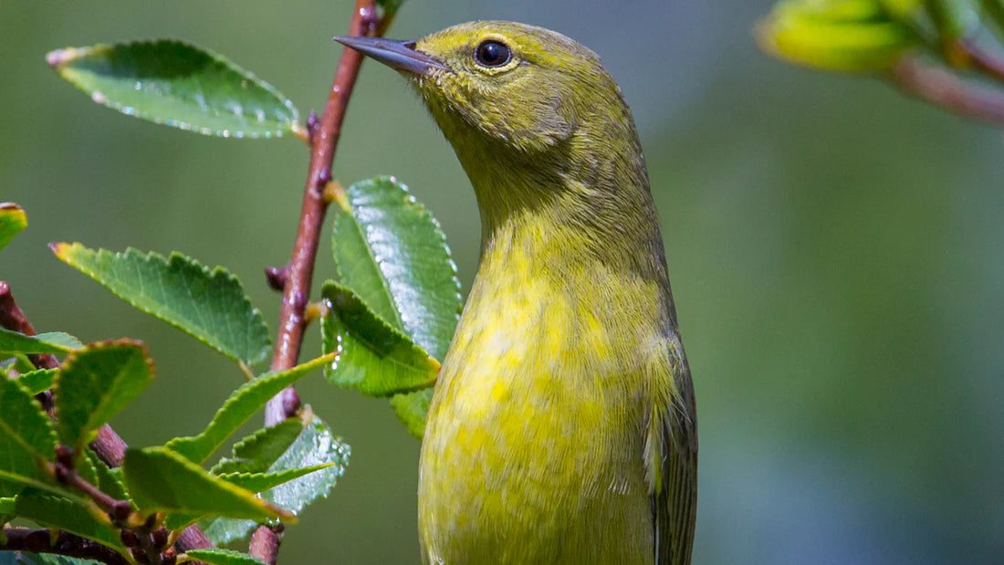 Pine Warbler Sightings and the Joy of Discovery