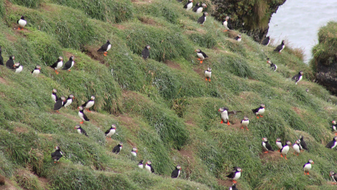 Exploring the Diverse Habitats of Birds