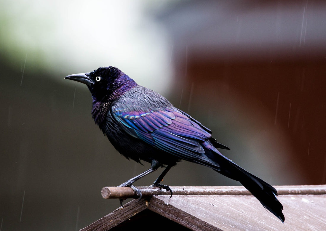 What Makes Common Grackles Unique Among Blackbirds