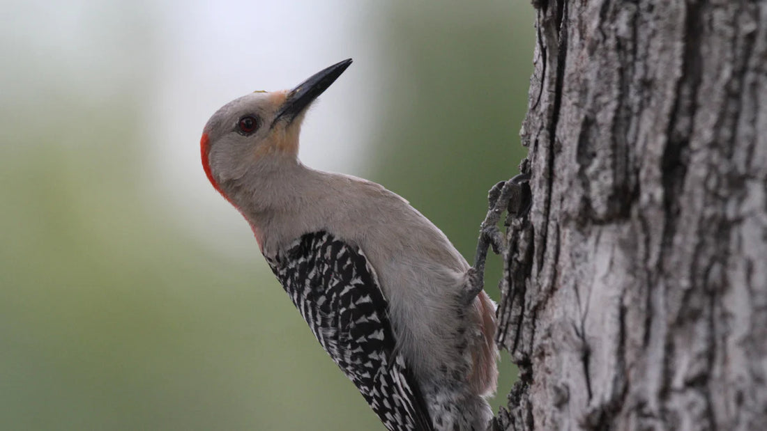 Northern Flicker Facts and Features