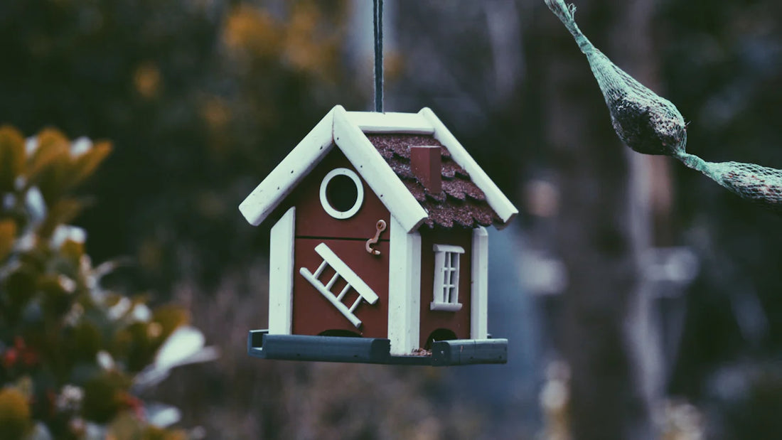 How to Build a Carolina Wren Haven This Winter