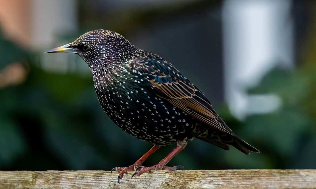 Understanding the European Starling's Unique Features