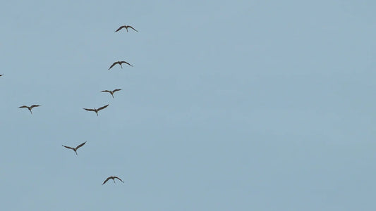Why Do Birds Fly in a V Shape