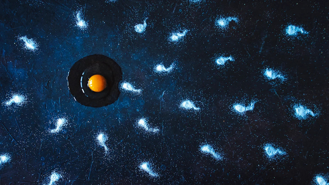 How Are Bird Eggs Fertilized?