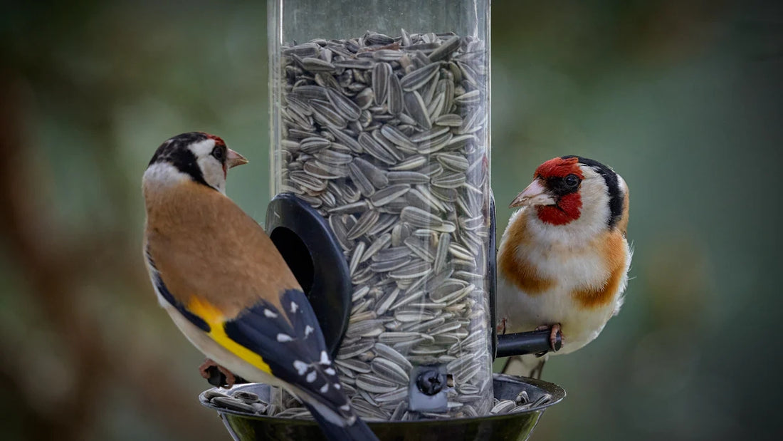 Bird Feeding Patterns: When Do They Visit Feeders?