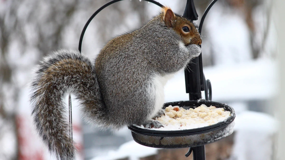 Effective Ways to Keep Squirrels Away from Bird Feeders