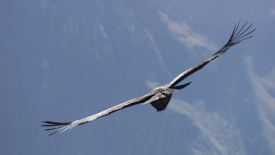 Which bird has the largest wingspan